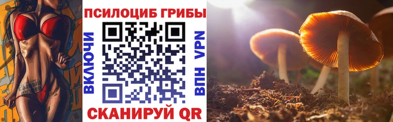 Купить где  Луга  Галлюциногенные грибы Psilocybine cubensis 